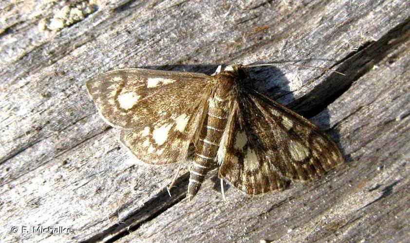 <i>Anania stachydalis</i> (Zincken, 1821) © F. Michalke