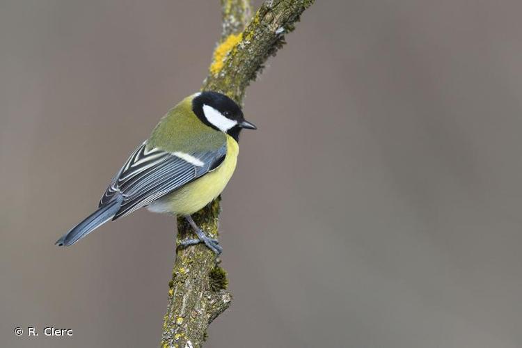 <i>Parus major</i> Linnaeus, 1758 © R. Clerc